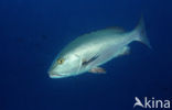 Two-spot red snapper (Lutjanus bohar)