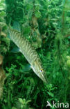 Snoek (Esox lucius)