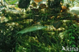 Snoek (Esox lucius)