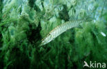 Snoek (Esox lucius)