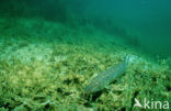 Northern Pike (Esox lucius)