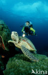 Green Turtle (Chelonia mydas) 