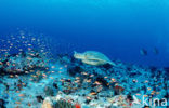 Soepschildpad (Chelonia mydas) 