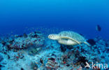 Green Turtle (Chelonia mydas) 