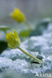 Speenkruid (Ranunculus ficaria)