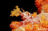 soft coral Spidercrab (Hoplophrys oatesii)