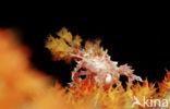 soft coral Spidercrab (Hoplophrys oatesii)