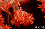 soft coral Spidercrab (Hoplophrys oatesii)