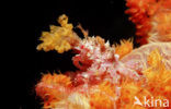 soft coral Spidercrab (Hoplophrys oatesii)