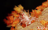 soft coral Spidercrab (Hoplophrys oatesii)