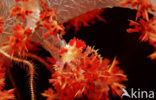 soft coral Spidercrab (Hoplophrys oatesii)