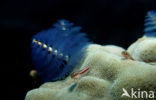 Christmas tree worm (Spirobranchus giganteus)
