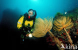 Fanworm (Spirographis spallanzanii)