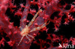 squat lobster (Galathea sp.)