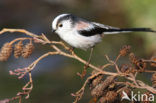 Long-tailed Tit (Aegithalos caudatus)