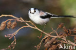 Long-tailed Tit (Aegithalos caudatus)