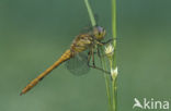 Vagrant Darter (Sympetrum vulgatum)