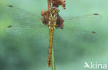 Vagrant Darter (Sympetrum vulgatum)