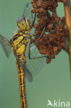 Vagrant Darter (Sympetrum vulgatum)