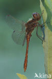 Steenrode heidelibel (Sympetrum vulgatum)