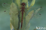 Steenrode heidelibel (Sympetrum vulgatum)