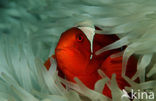 Spinecheek clownfish (Premnas aculeatus)