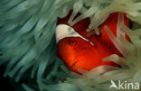 Spinecheek clownfish (Premnas aculeatus)