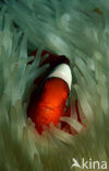 Spinecheek clownfish (Premnas aculeatus)