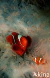 Spinecheek clownfish (Premnas aculeatus)