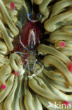 partner shrimp (Periclimenes sagittifer)