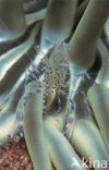 partner shrimp (Periclimenes sagittifer)