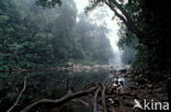 Taman Negara National Park