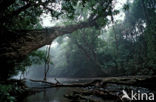 Taman Negara National Park