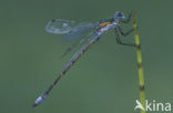 Scarce Emerald Damselfly (Lestes dryas)