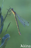 Scarce Emerald Damselfly (Lestes dryas)