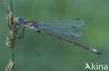 Scarce Emerald Damselfly (Lestes dryas)