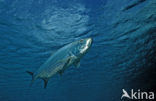 Tarpon (Megalops atlanticus)