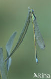 Scarce Blue-tailed Damselfly (Ischnura pumilio)