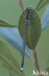 Tengere grasjuffer (Ischnura pumilio)