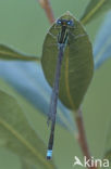 Scarce Blue-tailed Damselfly (Ischnura pumilio)