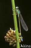 Scarce Blue-tailed Damselfly (Ischnura pumilio)