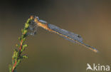 Tengere pantserjuffer (Lestes virens) 