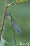 Tengere pantserjuffer (Lestes virens) 