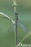 Tengere pantserjuffer (Lestes virens) 