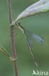 Tengere pantserjuffer (Lestes virens) 