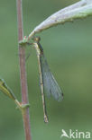 Tengere pantserjuffer (Lestes virens) 