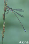 Tengere pantserjuffer (Lestes virens) 