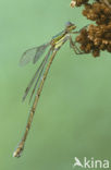 Tengere pantserjuffer (Lestes virens) 