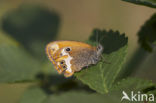 Pearly Heath (Coenonympha arcania)