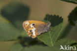 Tweekleurig hooibeestje (Coenonympha arcania) 